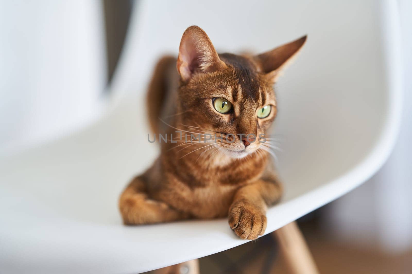 Beautiful Bengal cat sitting on a chair. High quality photo