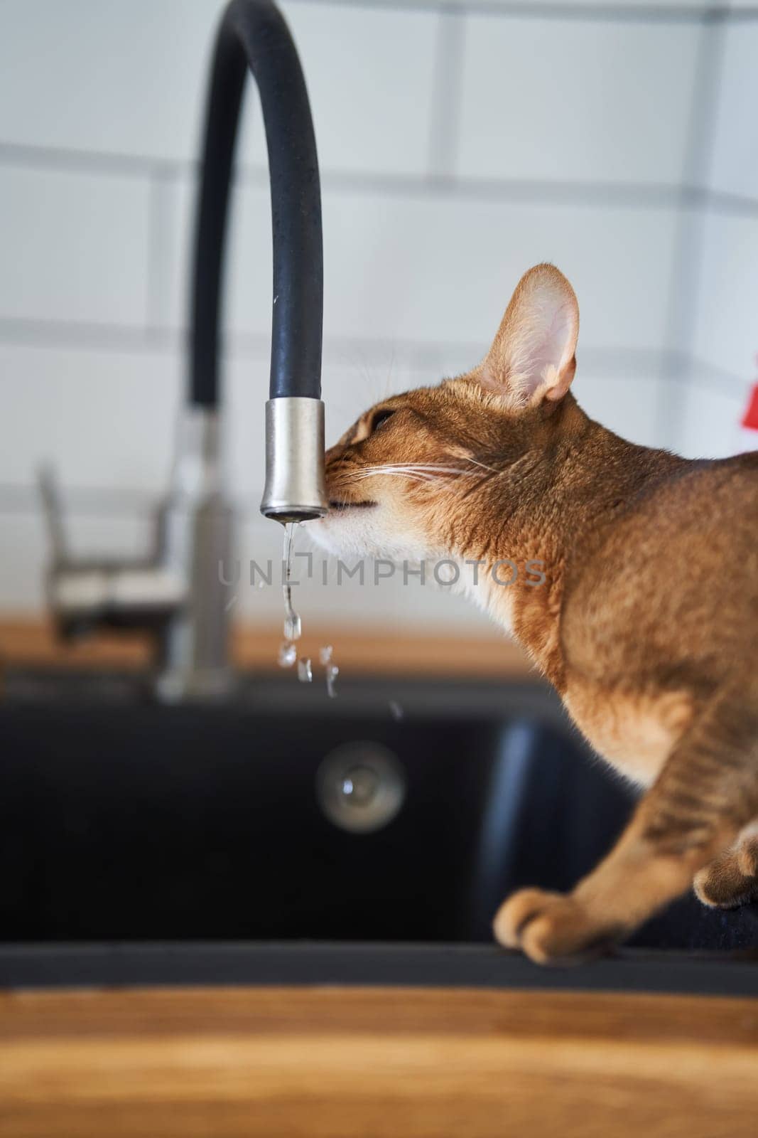 Beautiful cat Bengal breed drinking water from the tap. High quality photo