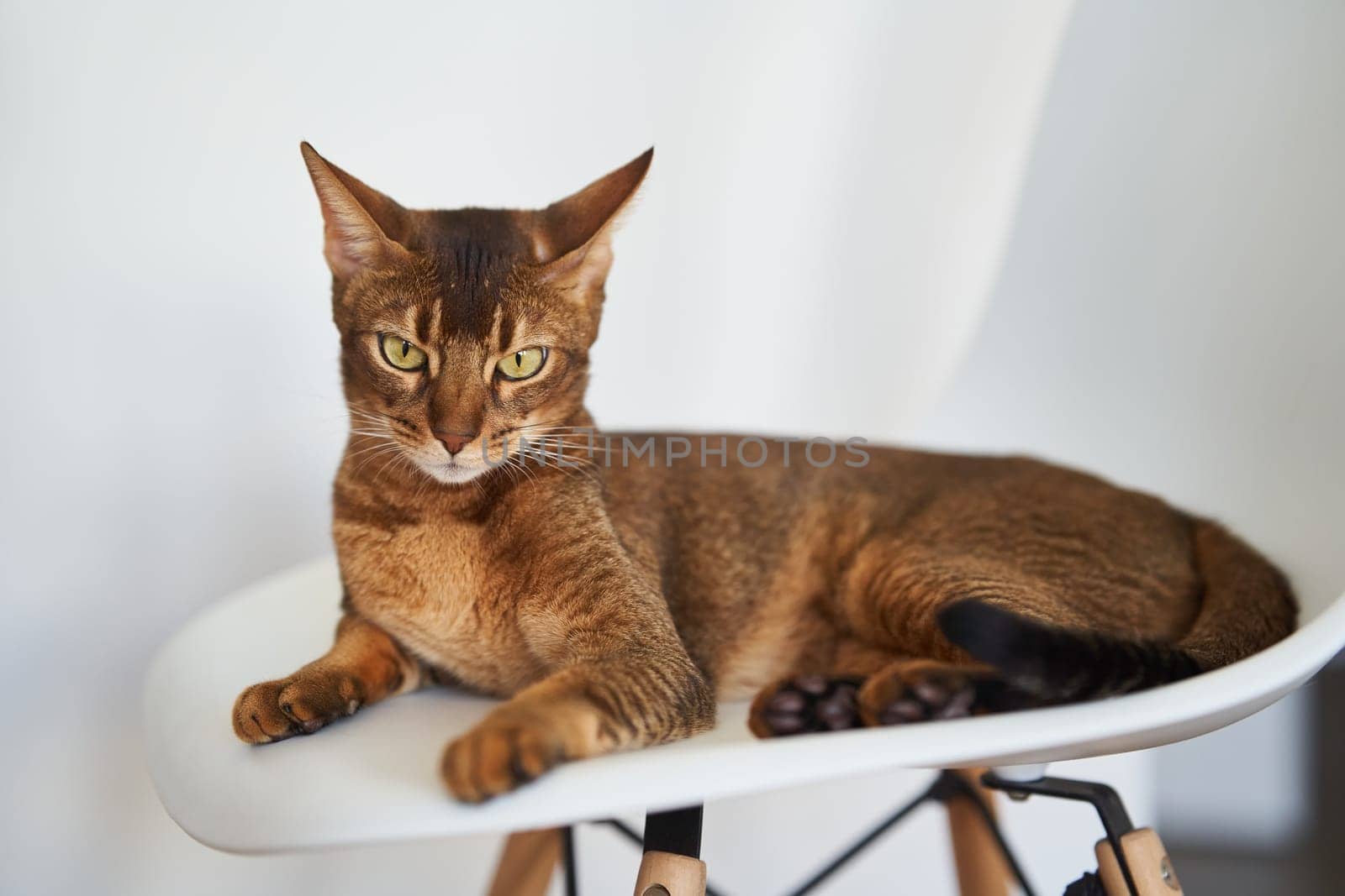 Beautiful Bengal cat sitting on a chair by driver-s