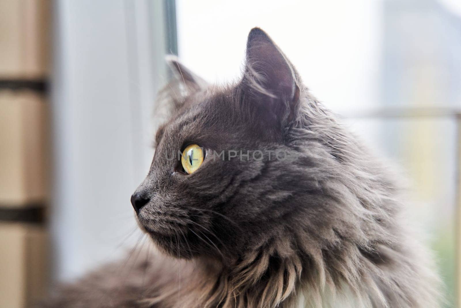 Portrait of a handsome green-eyed gray cat. High quality photo