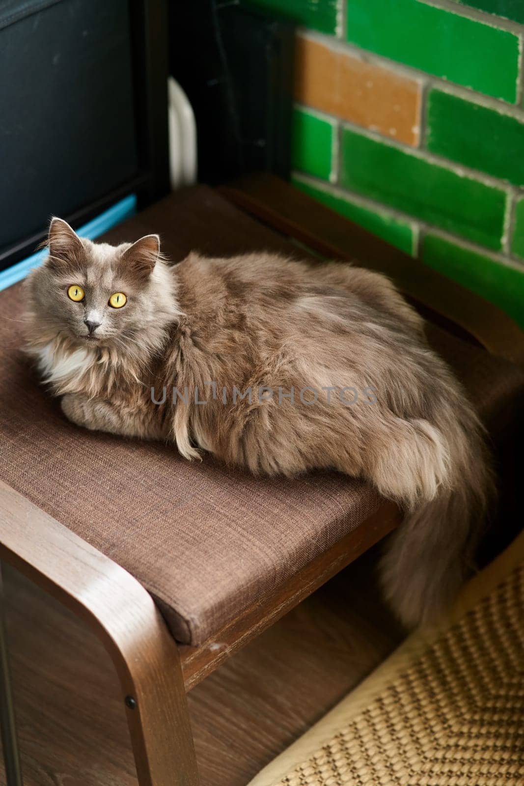 Portrait of a handsome green-eyed gray cat. High quality photo