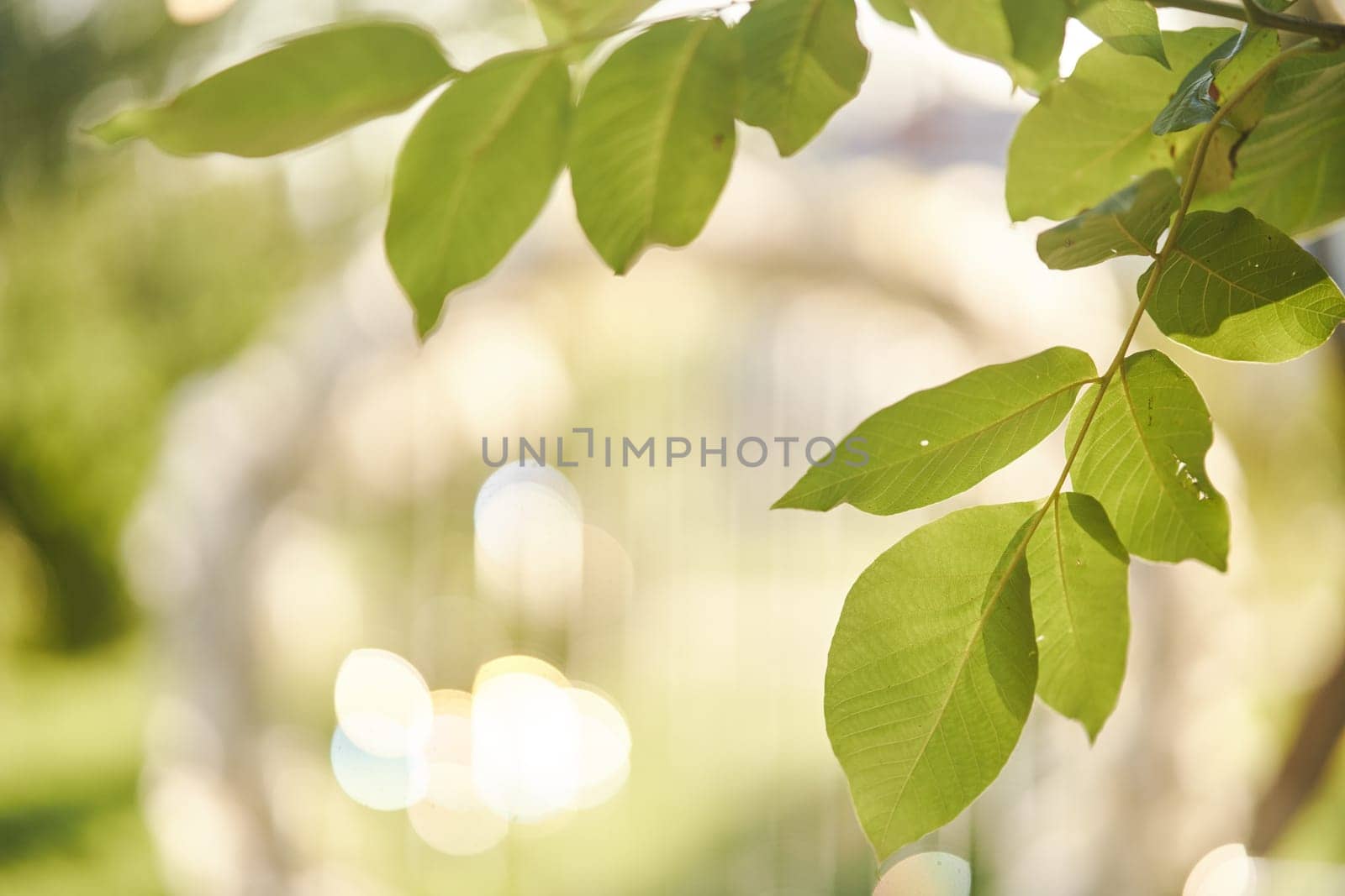Green leaves of a tree close-up illuminated by sunbeams. High quality photo
