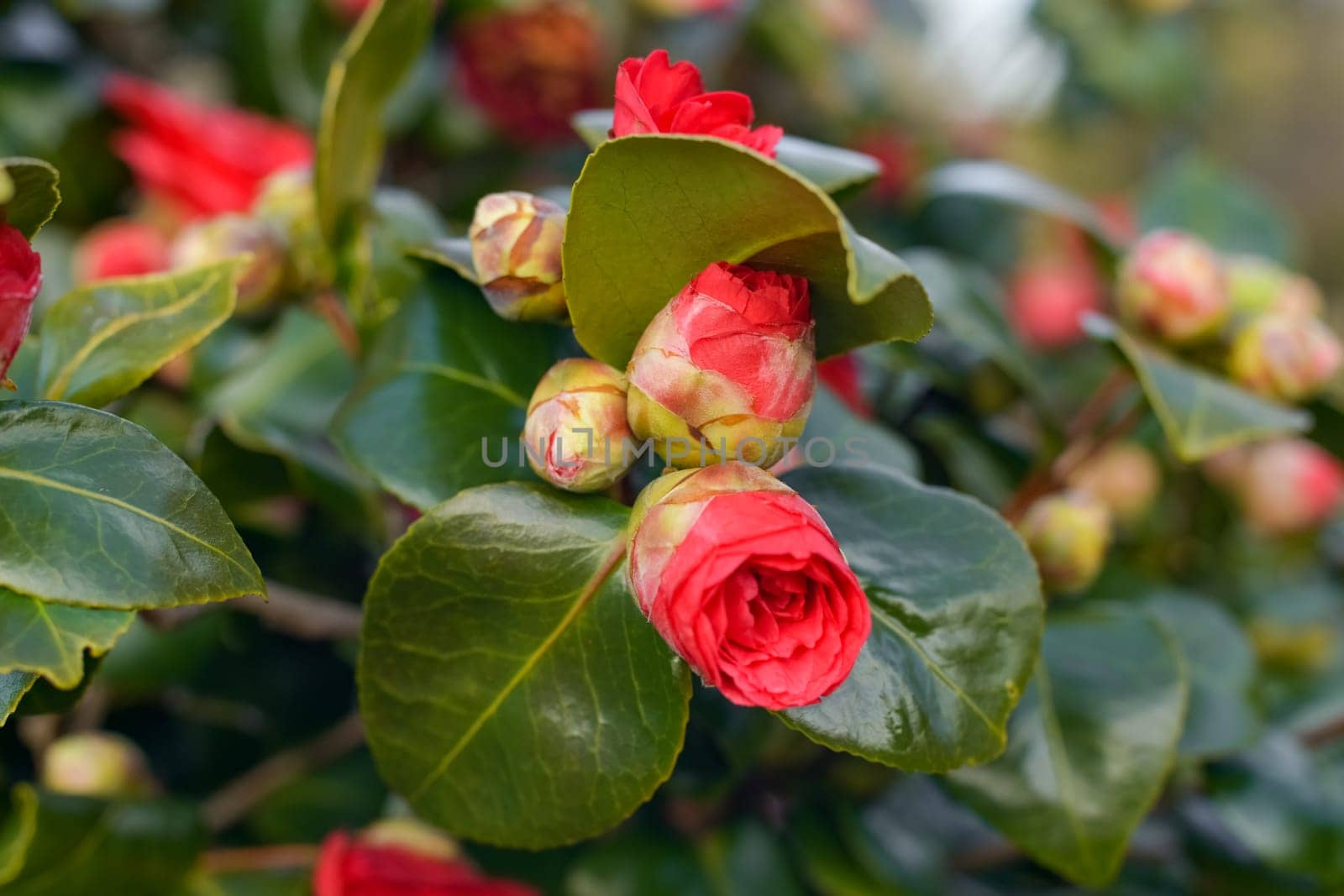Pink blooming camellia flowers and buds