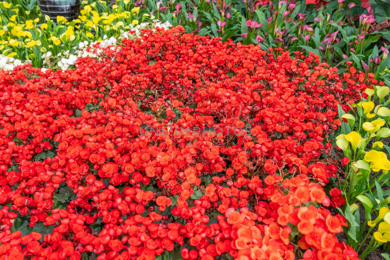 Begonias are one of our most popular plants, Typically used as houseplants and in shaded summer beds.