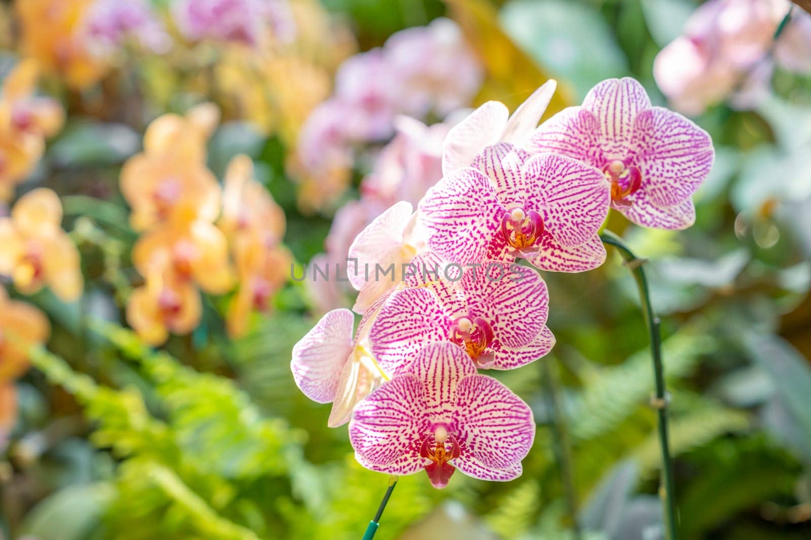 The Flowers beautiful purple orchid phalaenopsis. by Gamjai