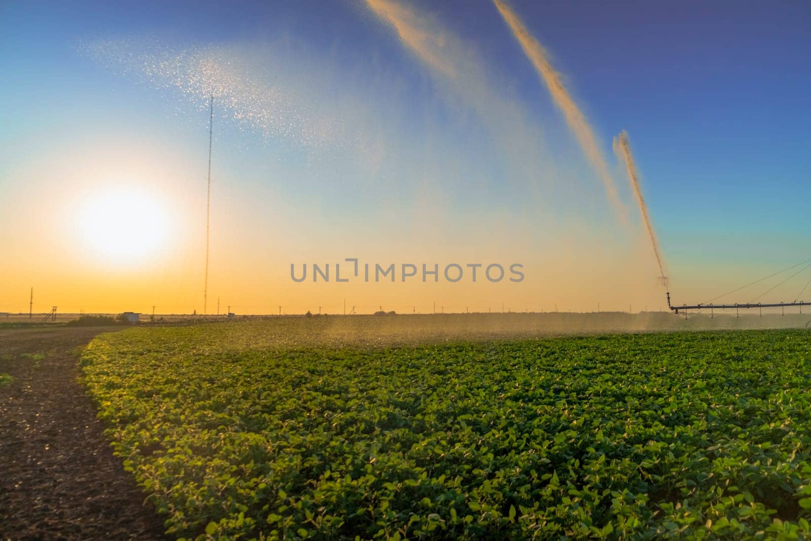 irrigation system rain guns sprinkler on agricultural field. sprinklers watering large field of crops for rich harvest