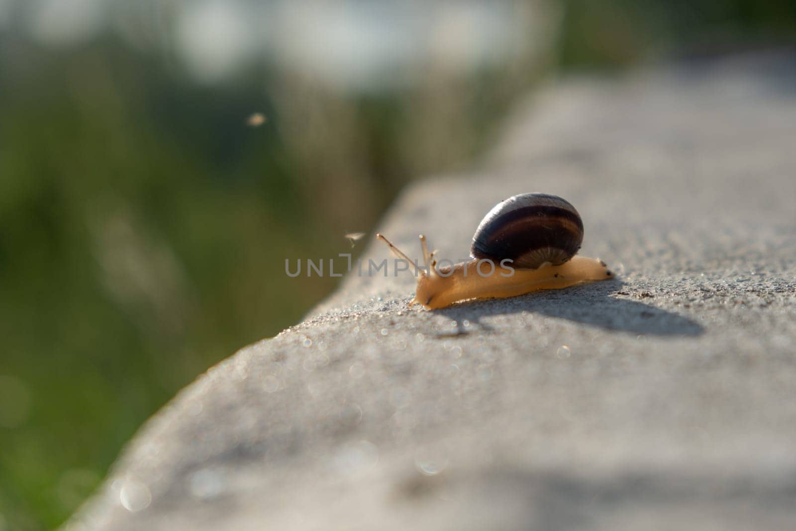 Snail on rock moving. Burgundy snail Helix, Roman snail, edible snail, escargot by igor010