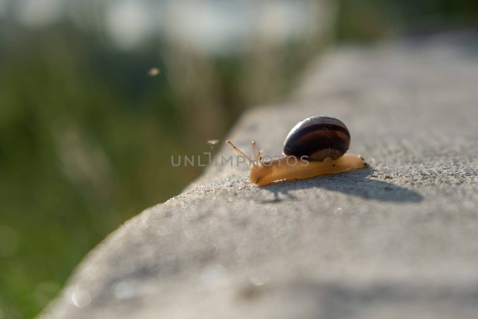 Snail on rock moving. Burgundy snail Helix, Roman snail, edible snail, escargot . Helix promatia. speed