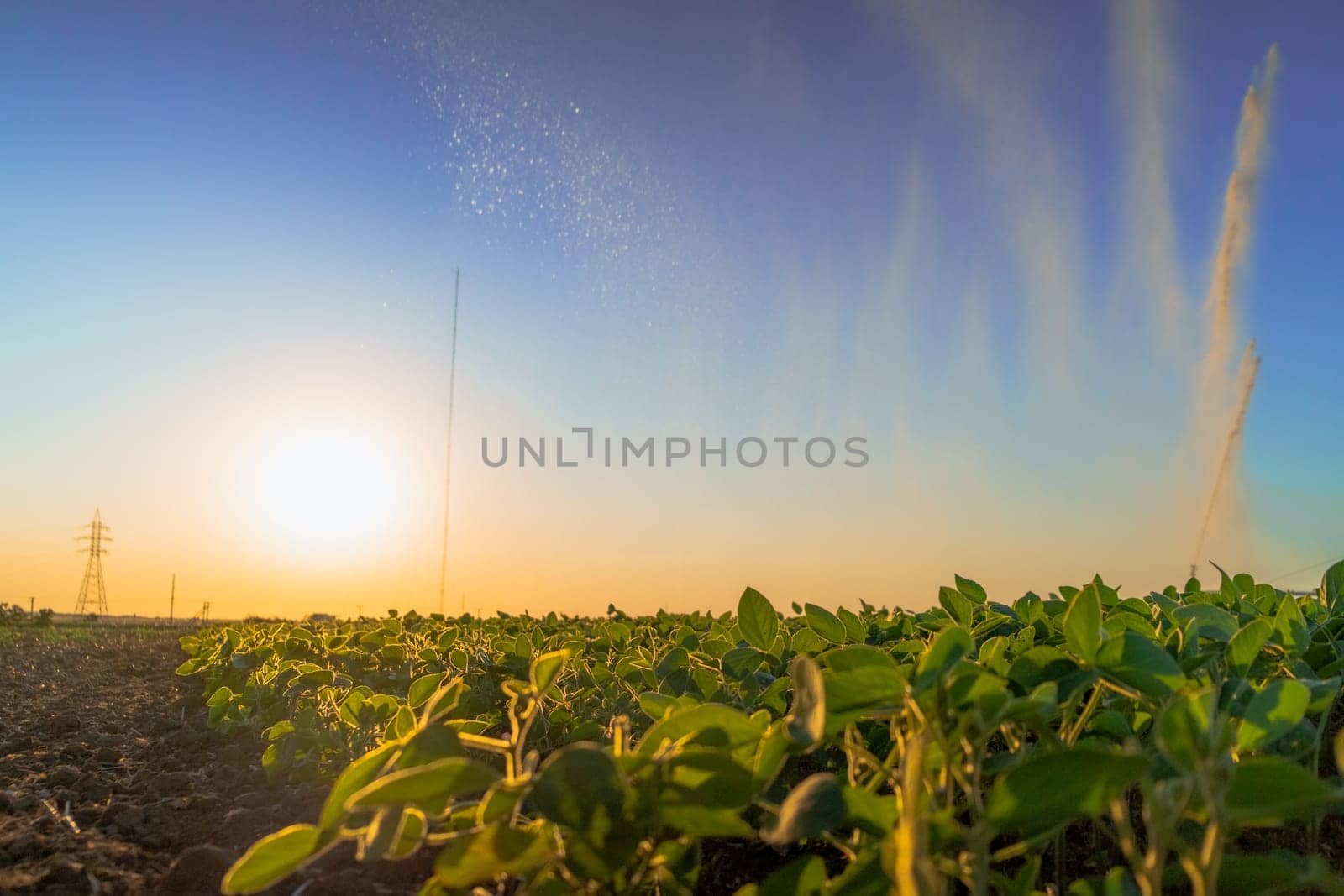 irrigation system rain guns sprinkler on agricultural field. field of crops for rich harvest