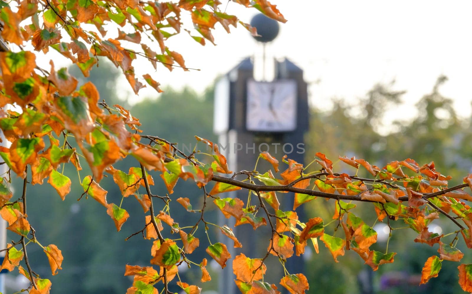 Beautiful autumn time with dried leaves and blurred clocks on background. Colorful foliage on the city street. time concept