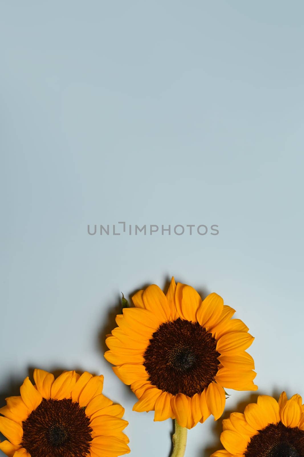 Beautiful sunflowers on light blue background. Floral background, copy space for your text.