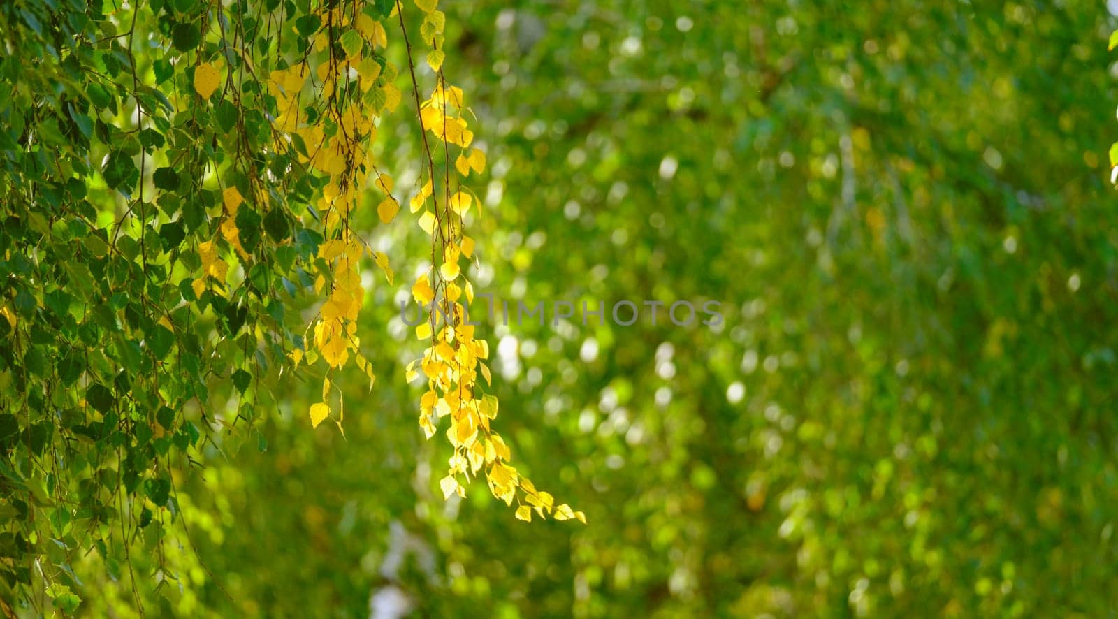 Autumn background. Beautiful birch tree over Blurred colorful leaves by igor010