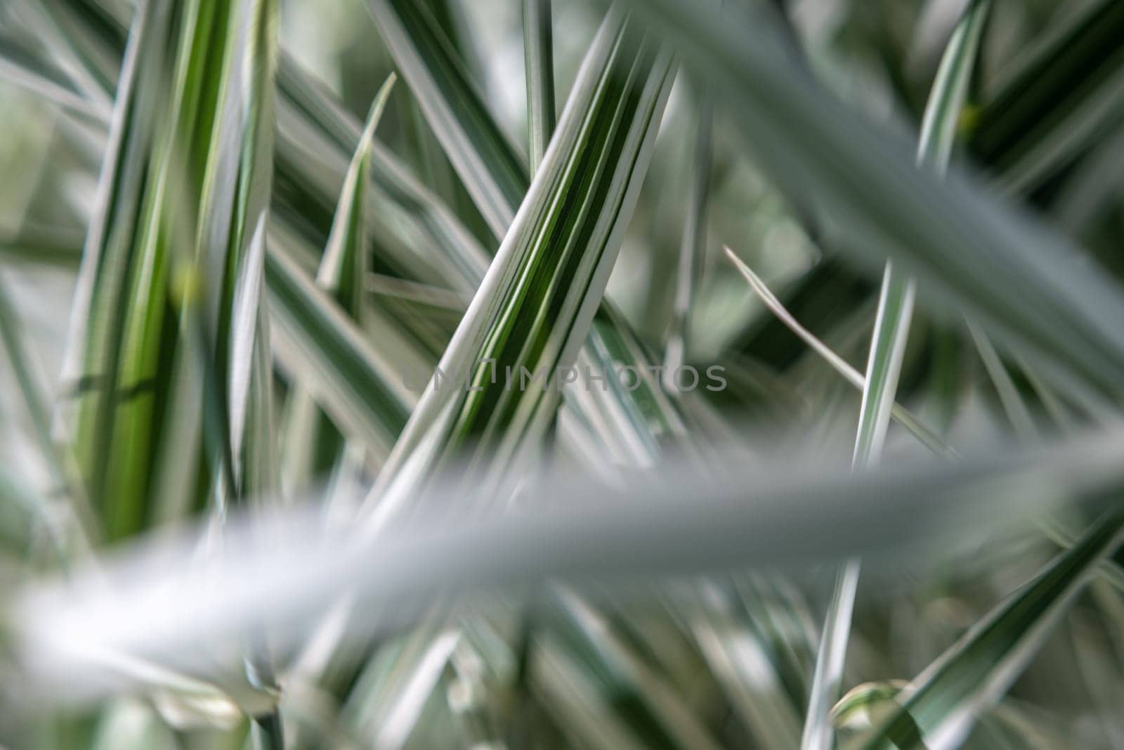 abstract green grass wallpaper. green plant background. close up grass by igor010
