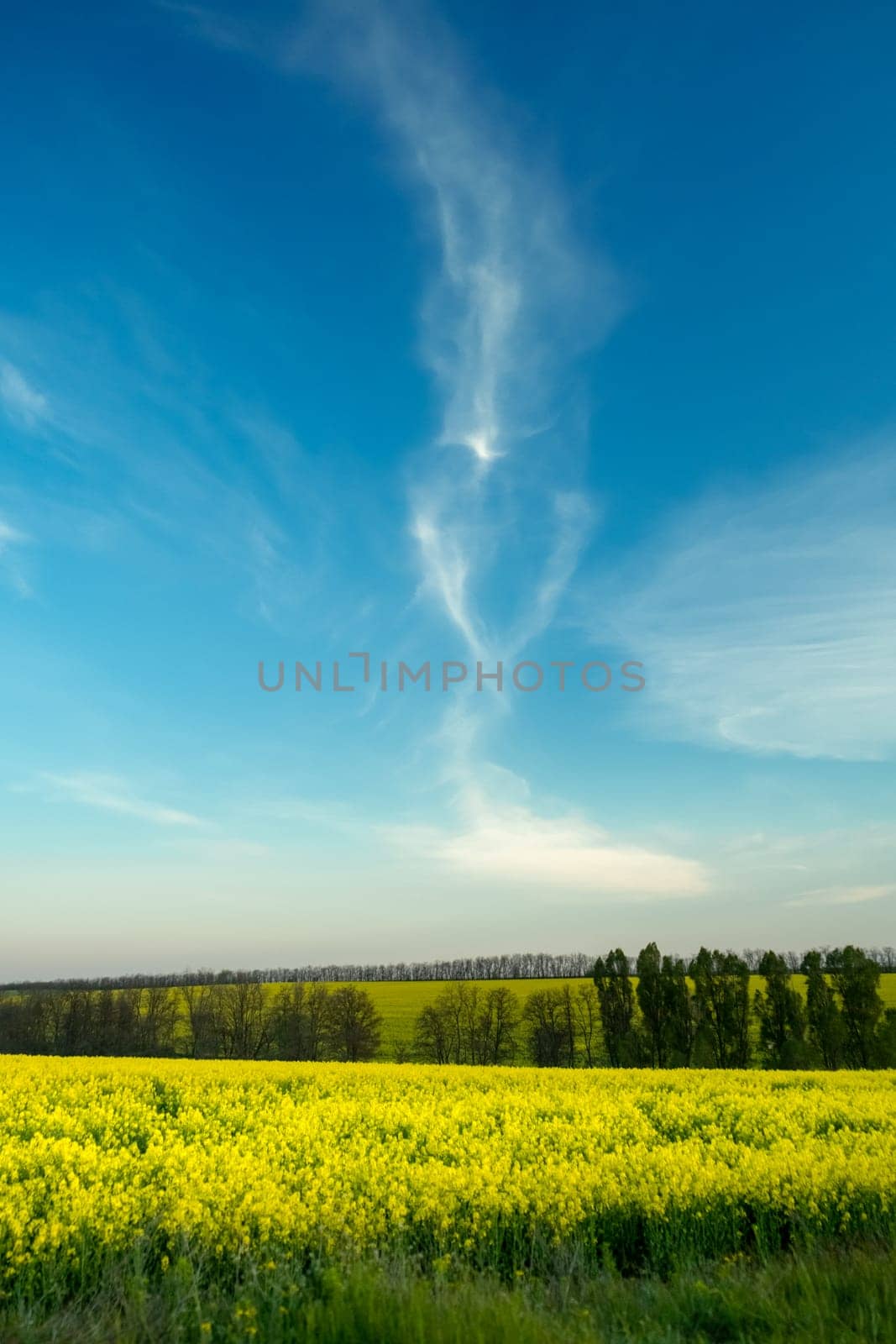Spring Nature scene. Blue sky with clouds. landscape rapeseed field in spring by igor010
