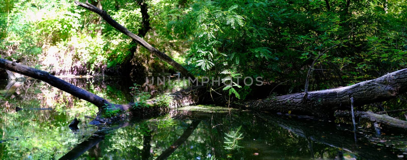 Panorama spring green forest with falling tree reflection trees in river. Spring time, nobody. Fresh green grass, sunny high trees with fallen tree. Smooth calm water surface without waves