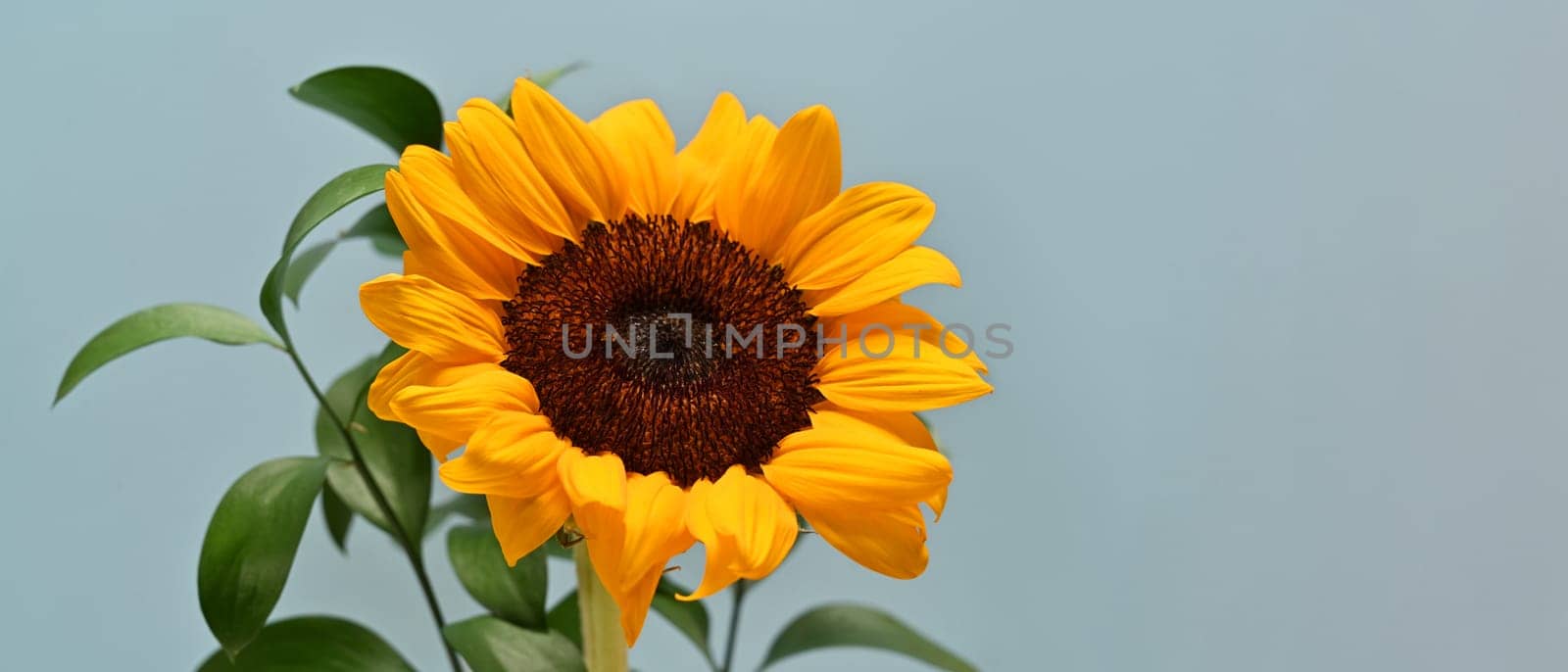 Beautiful sunflowers on light blue background. Floral background, copy space for your text.