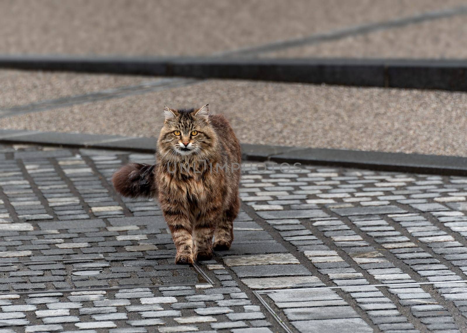 Female cat walking toward the camera, portrait photo of a cute female tabby cat