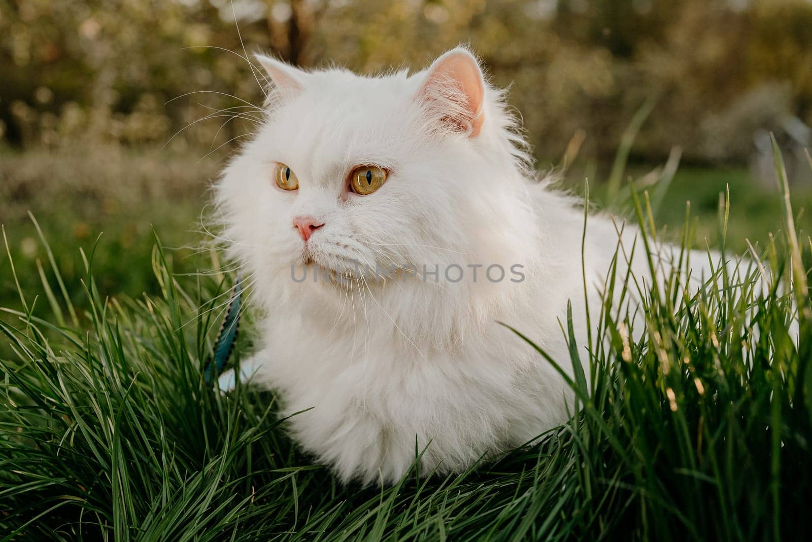Cute portrait of white highland straight fluffy cat on green lawn background. Luxurious domestic kitty breathes fresh air in nature on walk.
