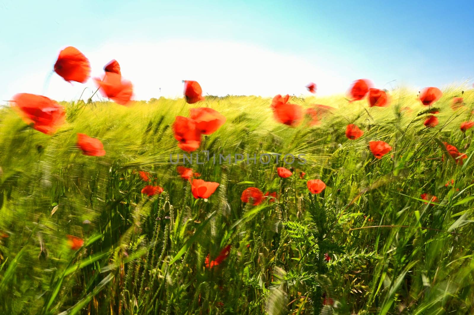 Beautiful red poppies in the field in the wind. Blurred motion art photography. Beautiful summer nature background with red flowers.