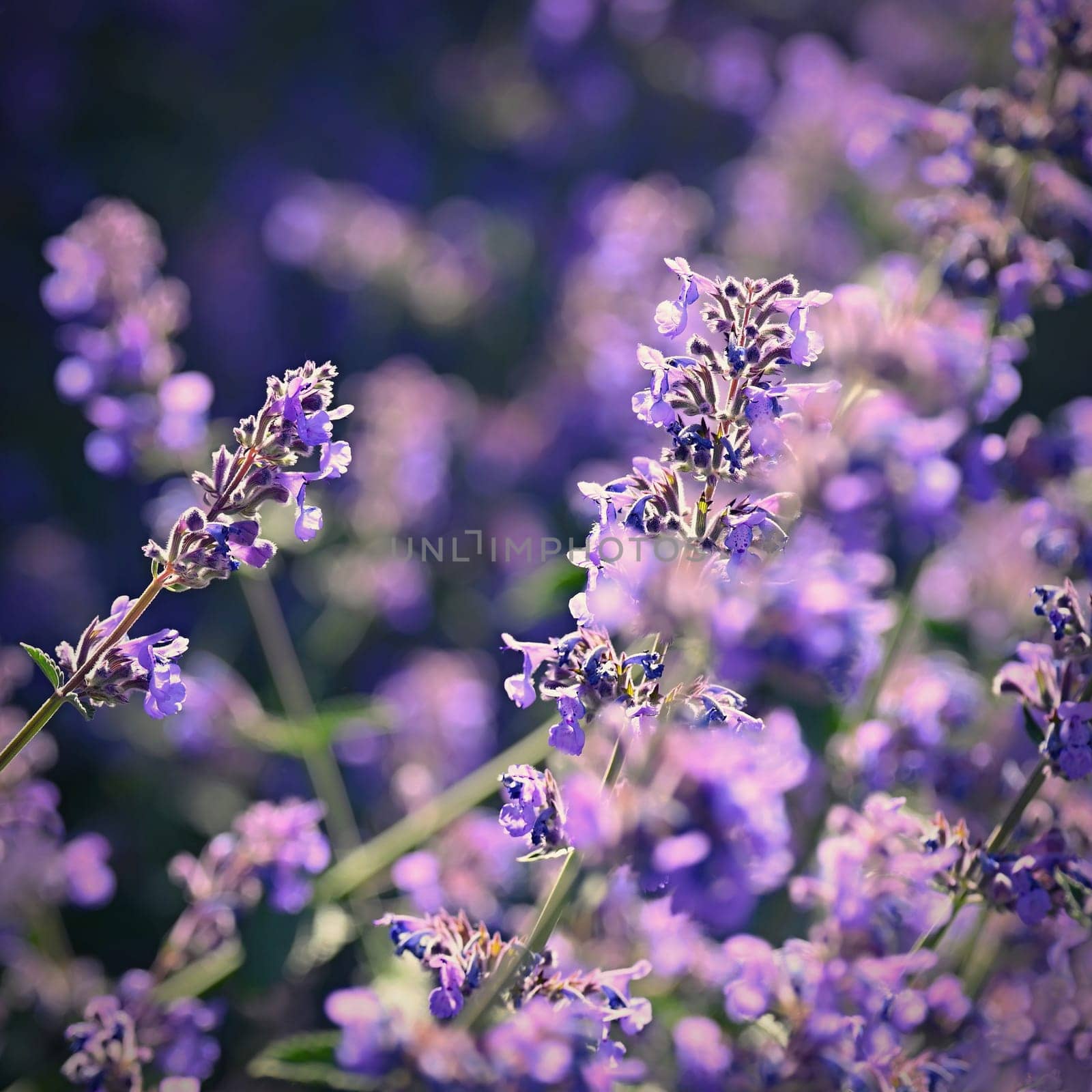 Lavender  (Lavandula). Beautiful blooming purple flower - medicinal plant. Natural colorful background.  by Montypeter