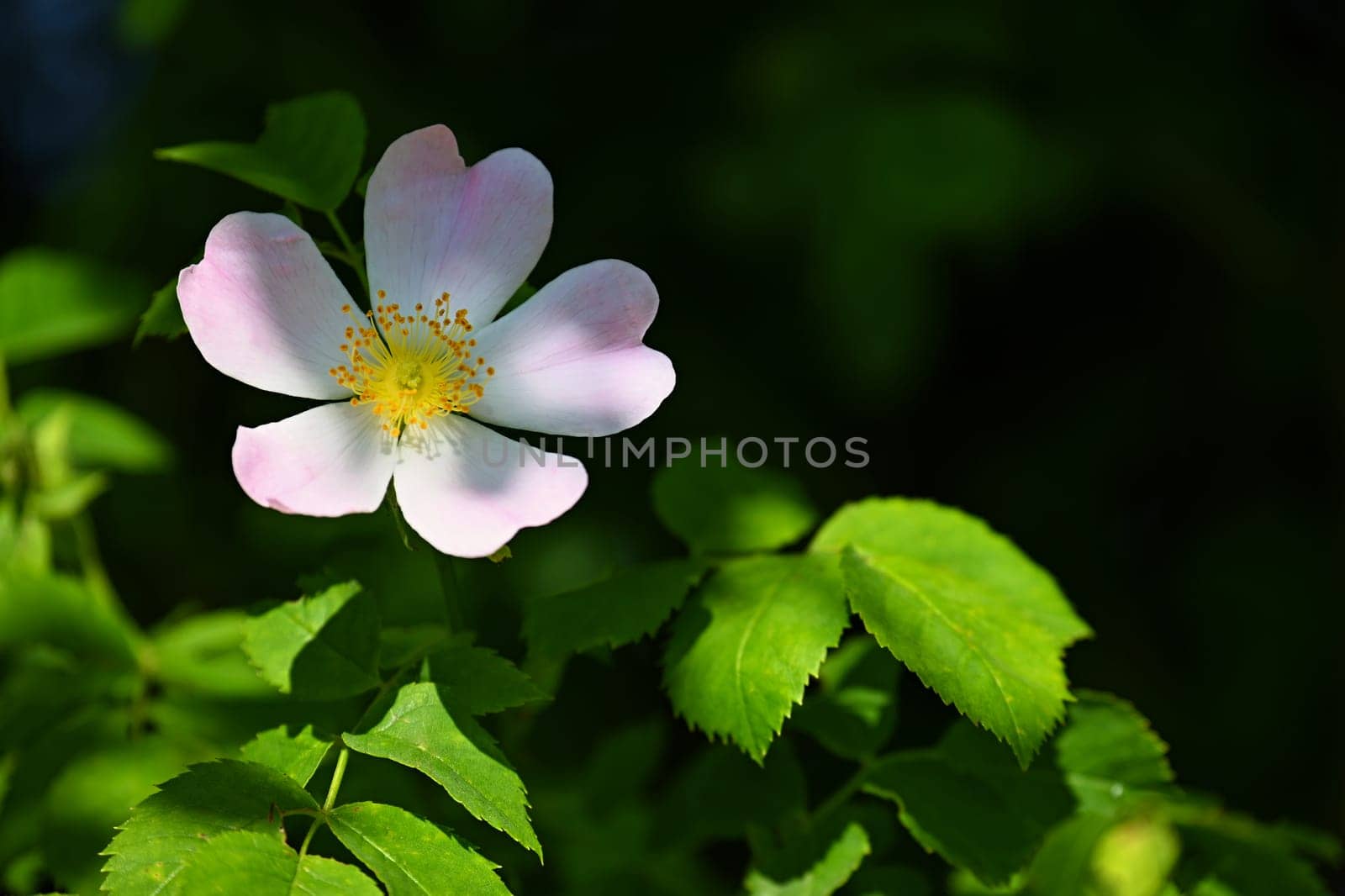 A beautifully blooming rosehip bush. A healthy plant used in folk medicine and alternative medicine. (Rosa canina) by Montypeter