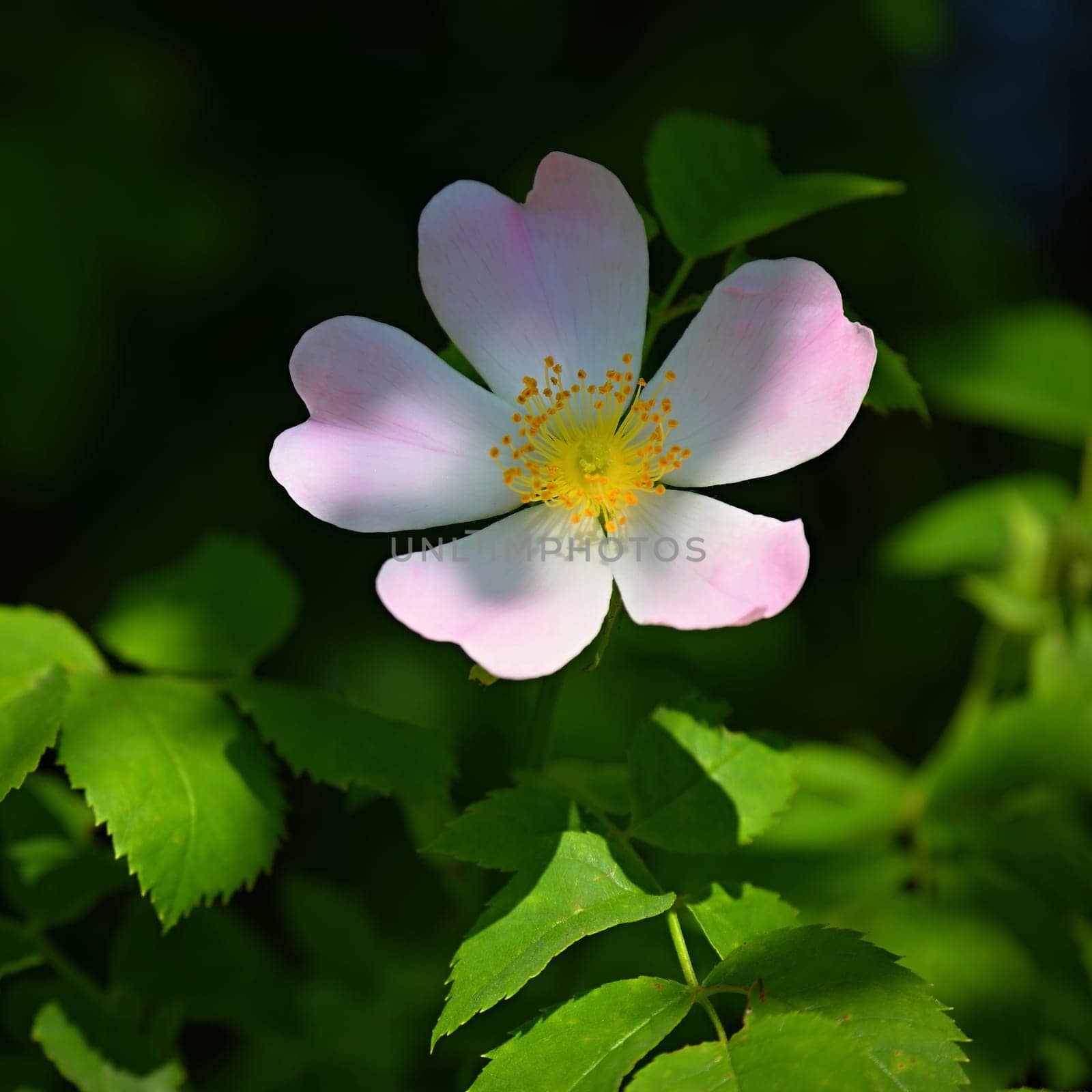 A beautifully blooming rosehip bush. A healthy plant used in folk medicine and alternative medicine. (Rosa canina) by Montypeter