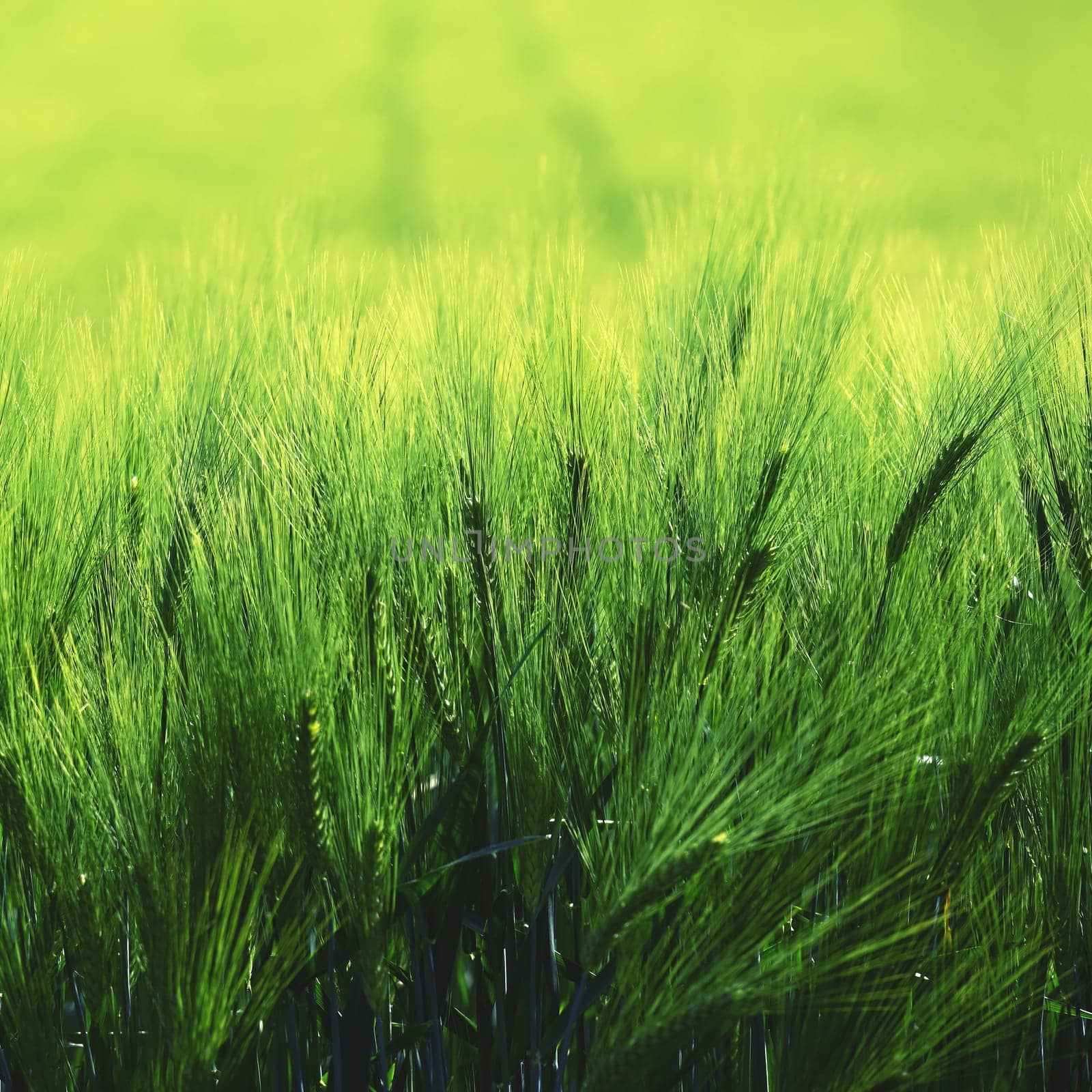 Beautiful fresh green grain on the field. Natural colorful background in summer sunny day. by Montypeter