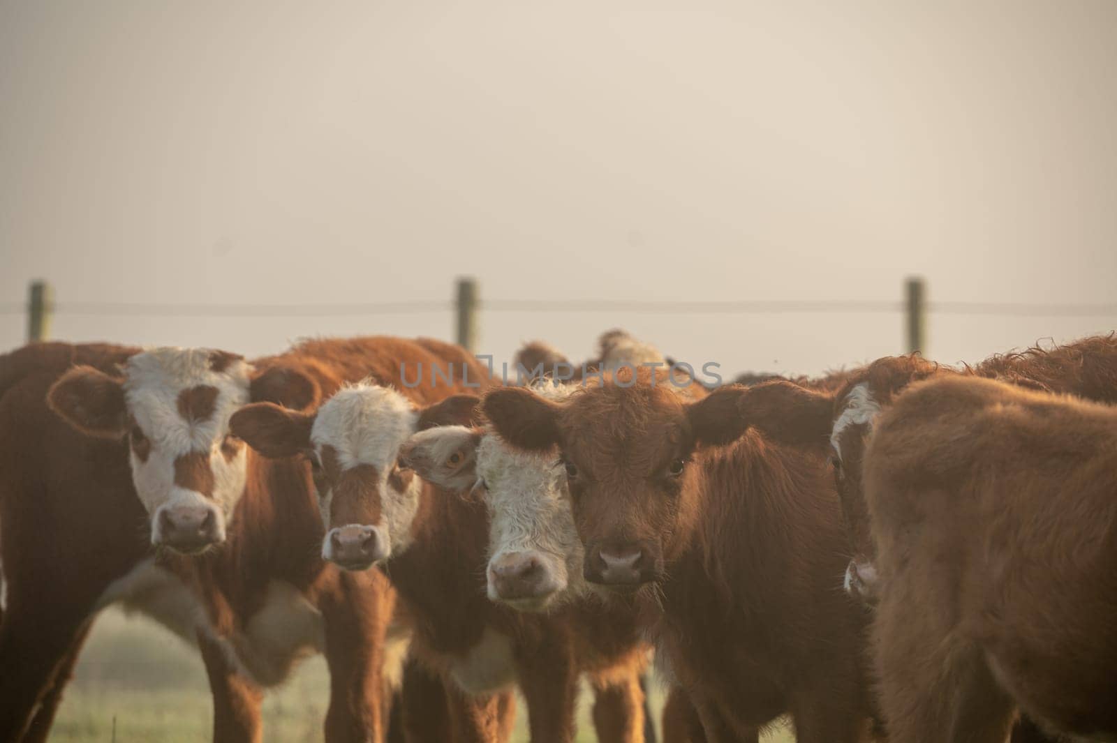 Herd of cows in the countryside of Uruguay.