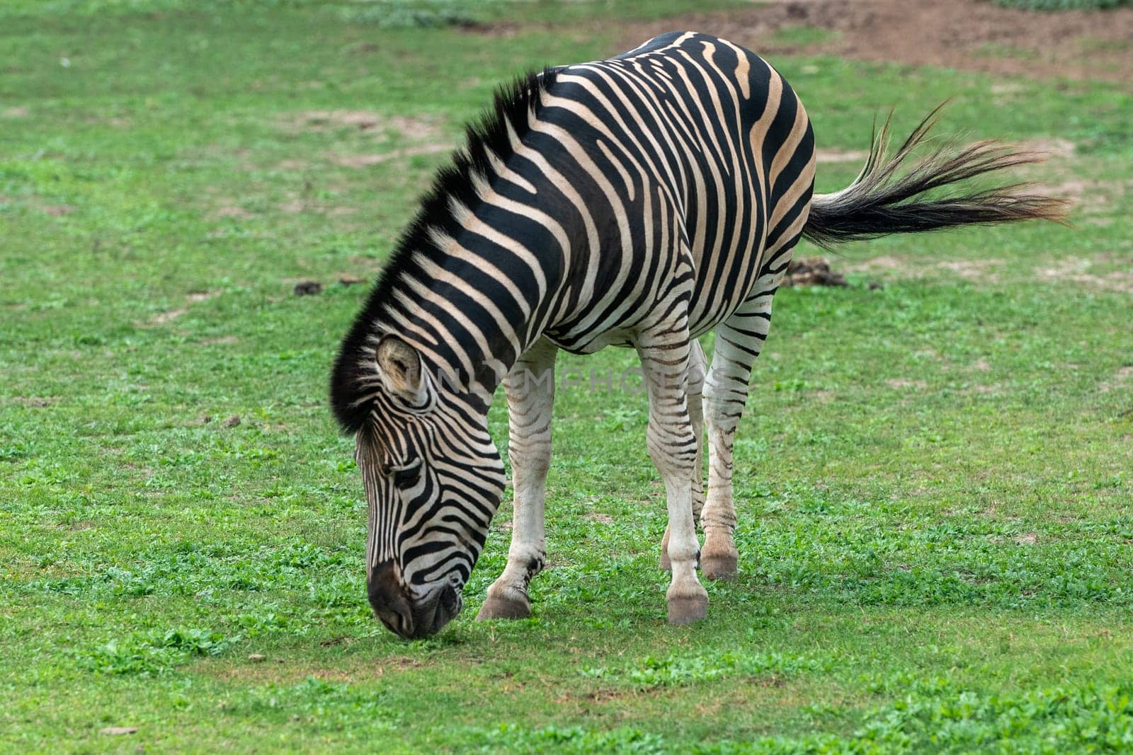 Zebra in the Parque Zoologico Lecoq in the capital of Montevideo in Uruguay by martinscphoto