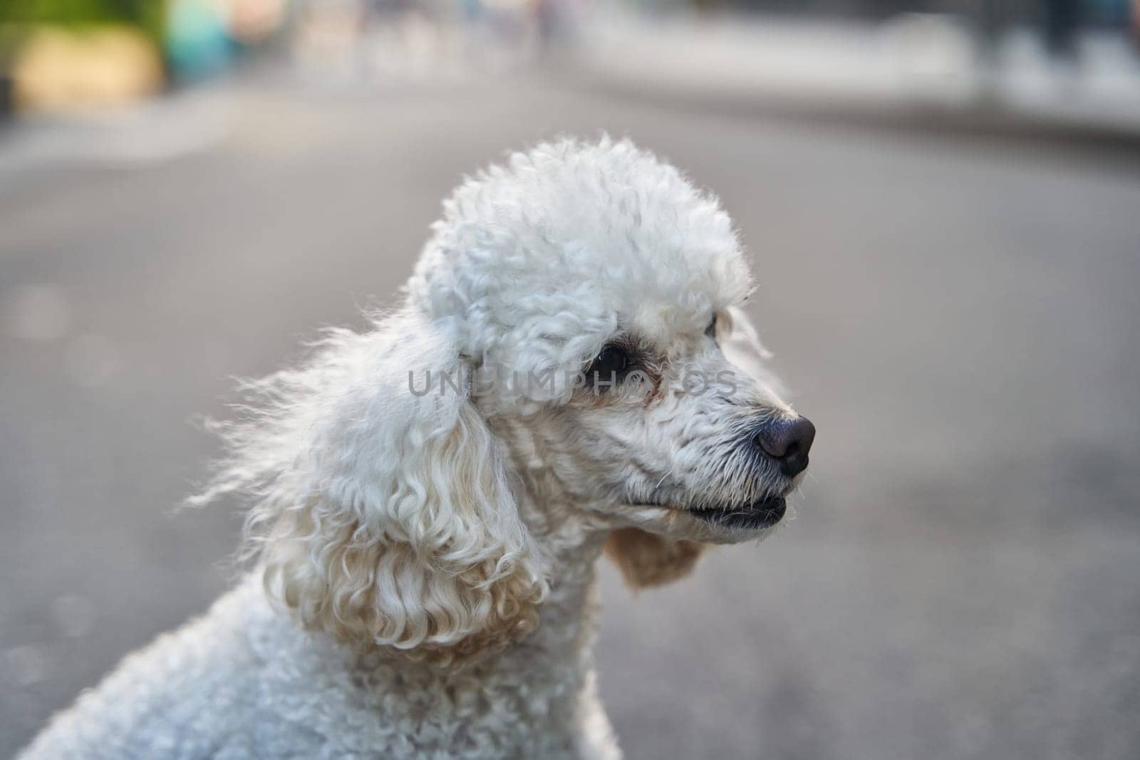 White miniature poodle pedigree dog standing on the asphalt road and posing to the camera by driver-s