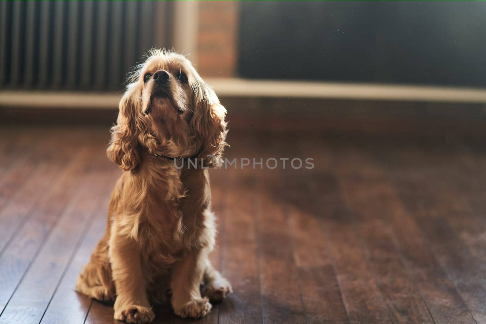 American Cocker Spaniel sitting on the floor by driver-s