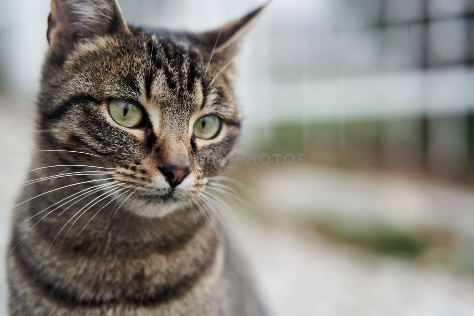 Close-up portrait of a gray street cat. High quality photo