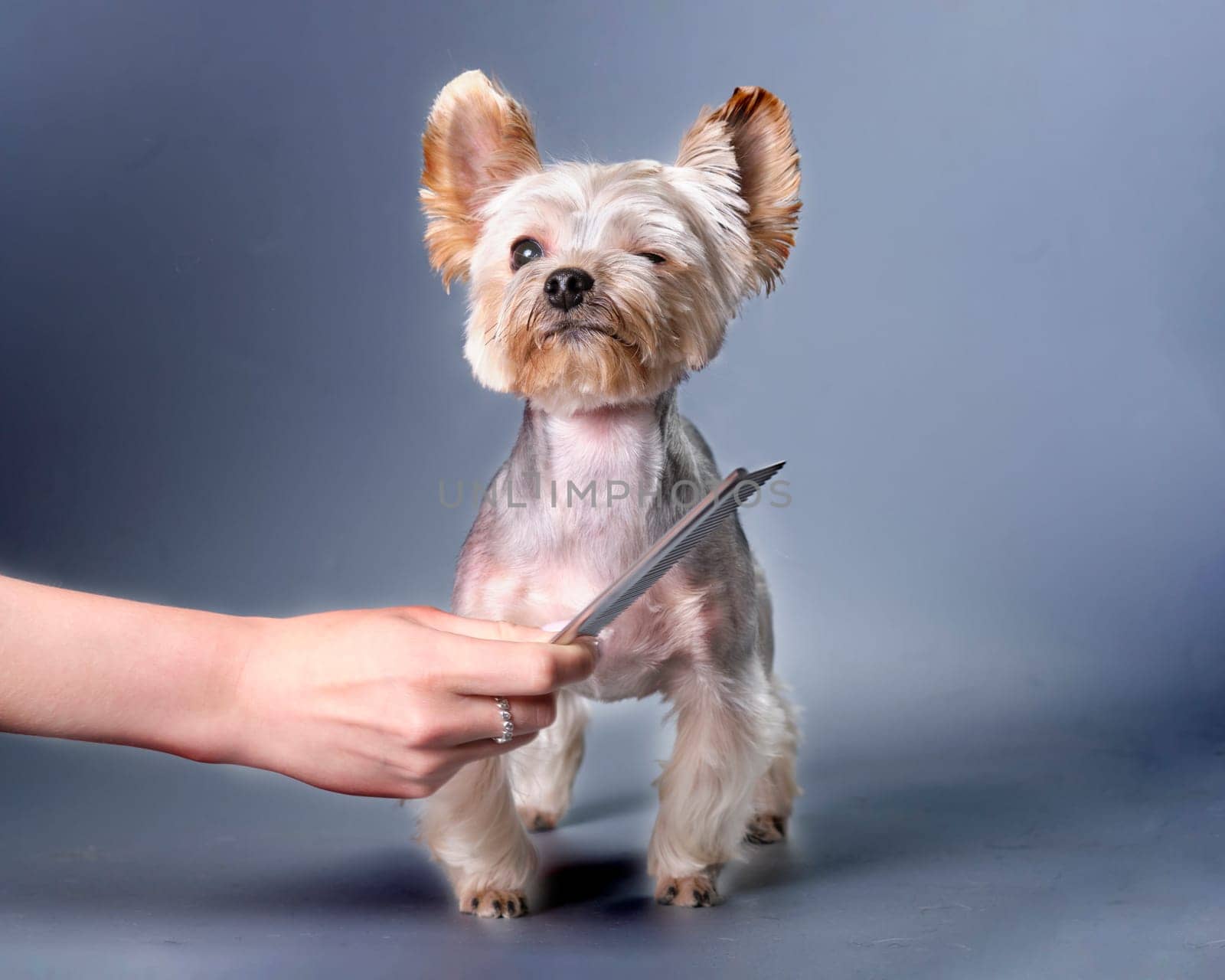 A Yorkshire terrier dog covered one eye while combing its fur.
