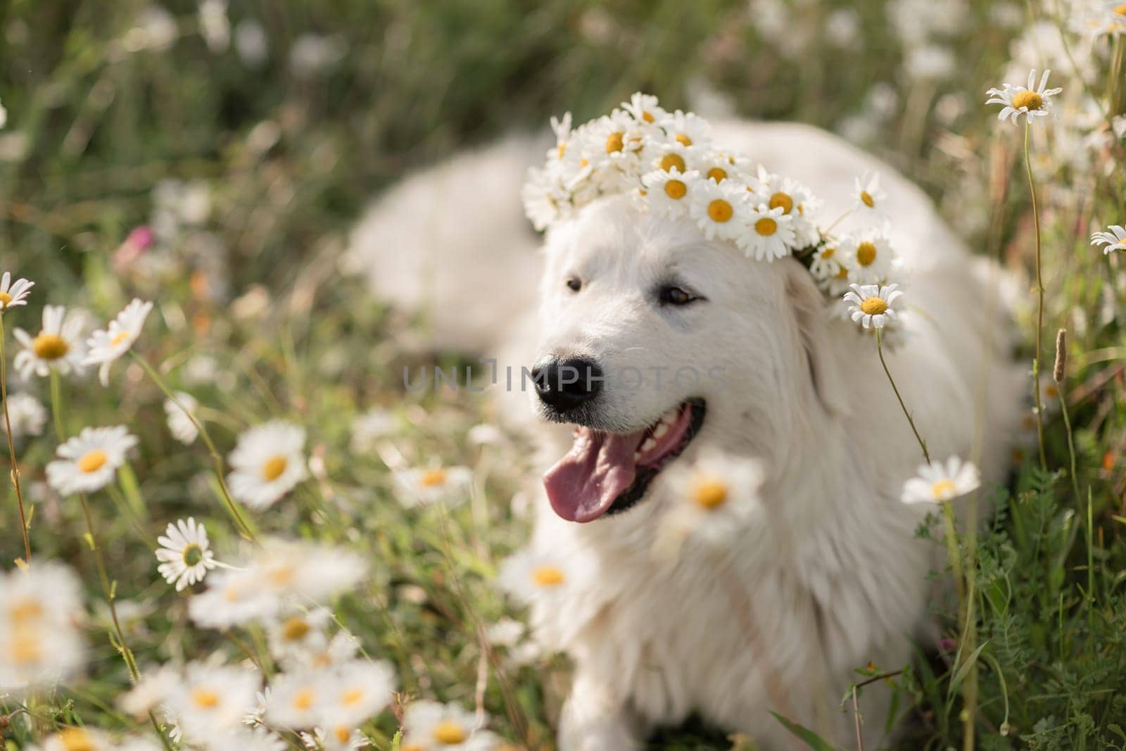 Daisies Maremma Sheepdog in a wreath of daisies sits on a green lawn with wild flowers daisies, walks a pet. Cute photo with a dog in a wreath of daisies