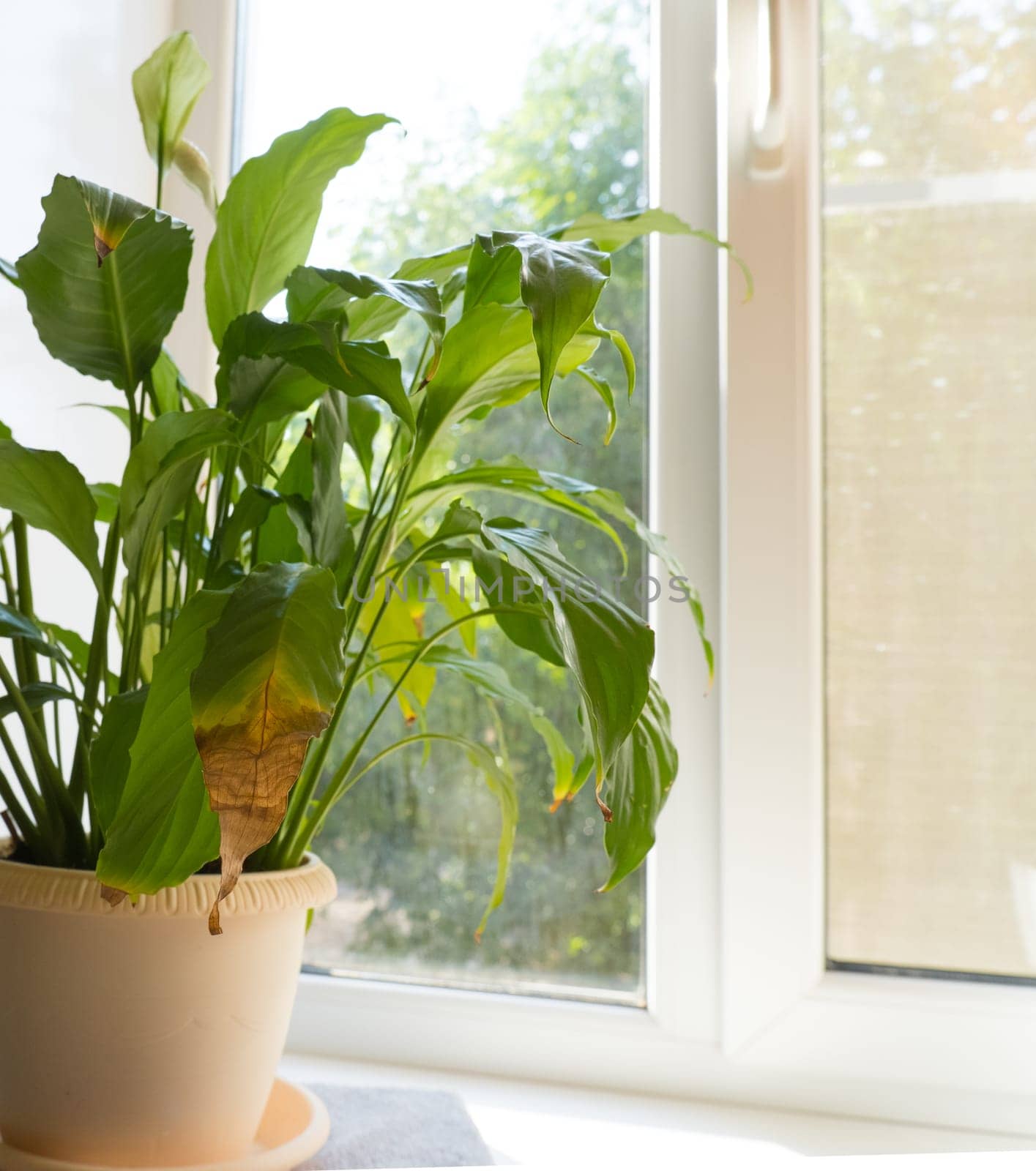 close-up of the green leaves of a spathiphyllum houseplant, yellowed and withered. Home plant care concept. Hobby, home gardening. Diseases of domestic plants.