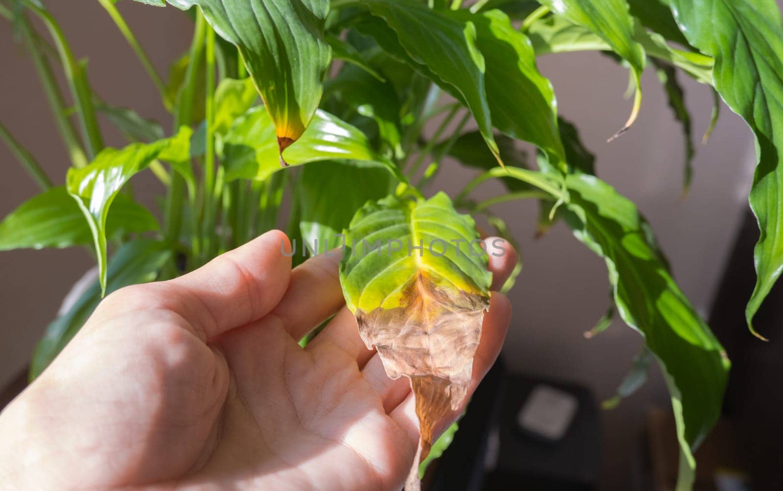 A woman's hand shows a yellowed leaf of a spathiphyllum houseplant. Home plant care concept. Hobby, home gardening. Diseases of house plants.