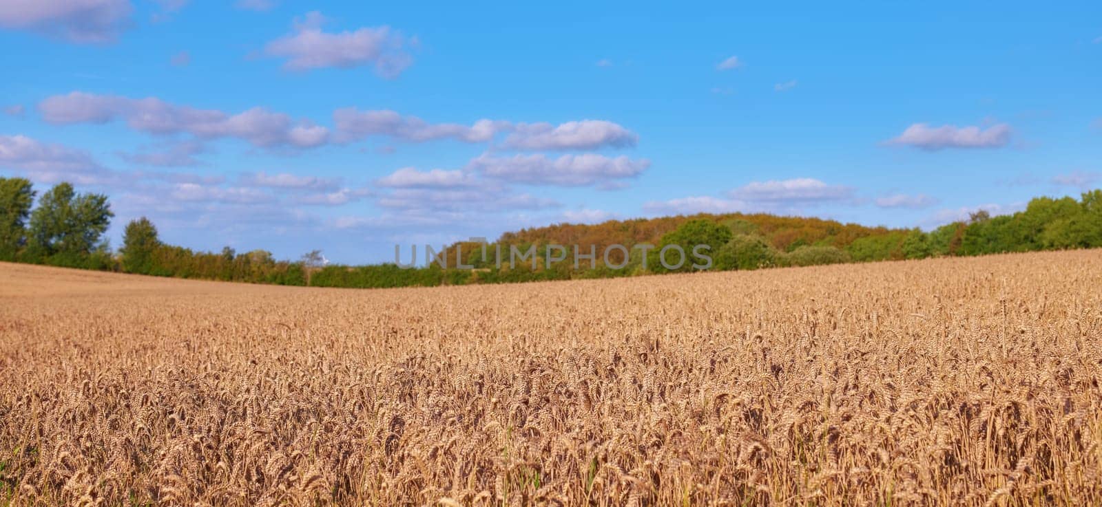 Landscape, wheat field and clouds on blue sky for countryside, farming or eco friendly background. Sustainability, growth and gold grass or grain development on empty farm for agriculture industry by YuriArcurs