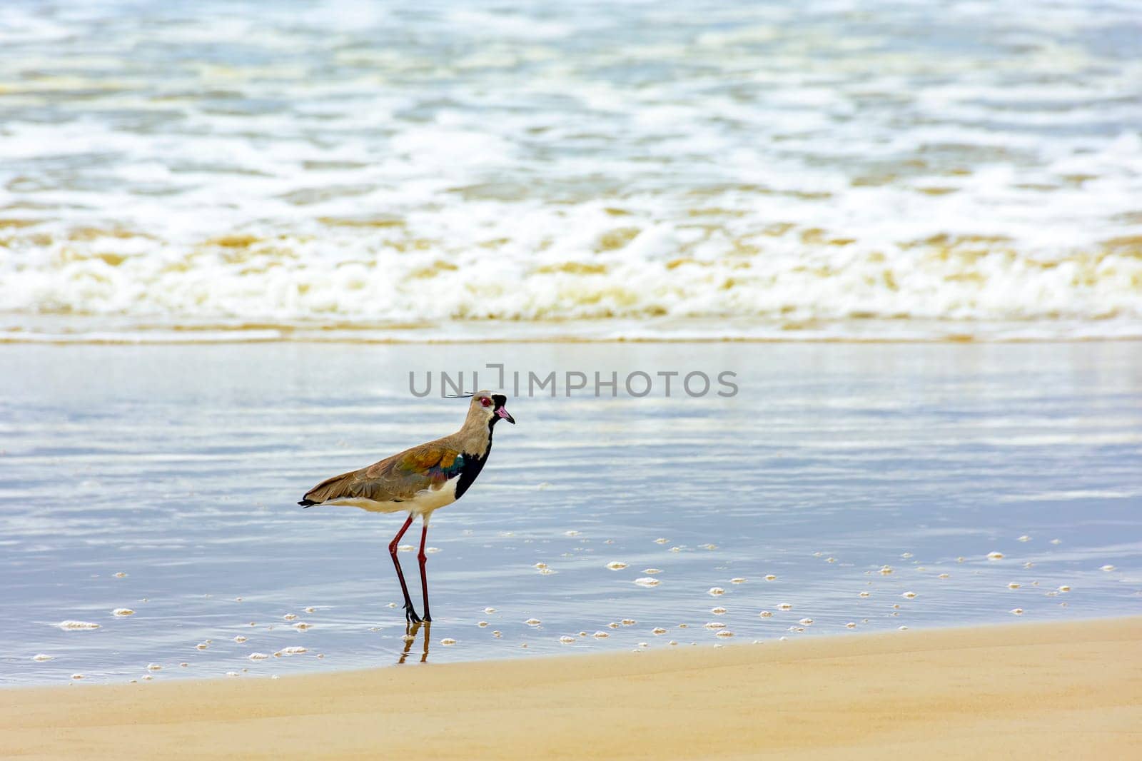 Southern Lapwing walking on the beach over the sand and near the water in Serra Grande in Bahia, Brazil