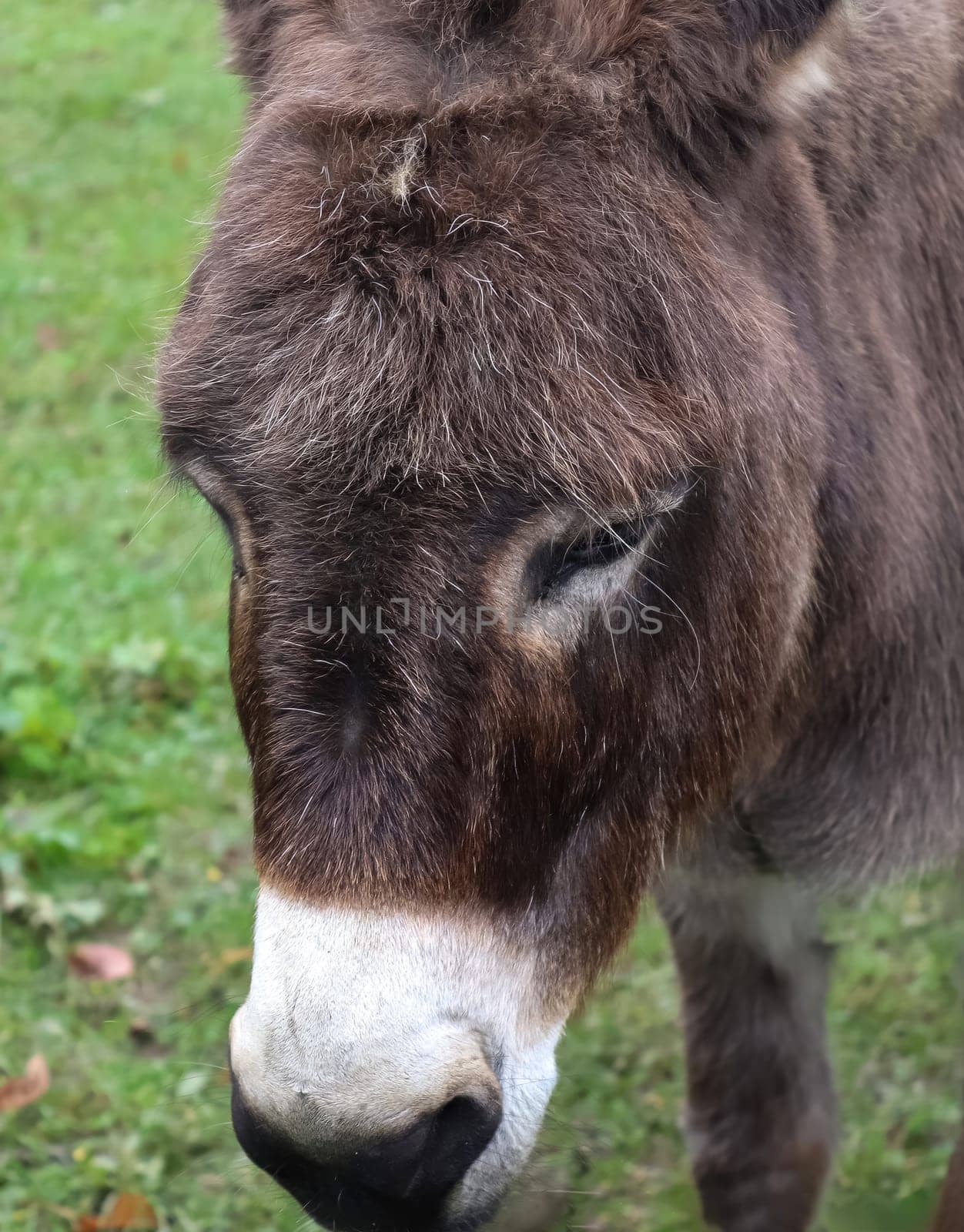 Portait of a donkey on a green field