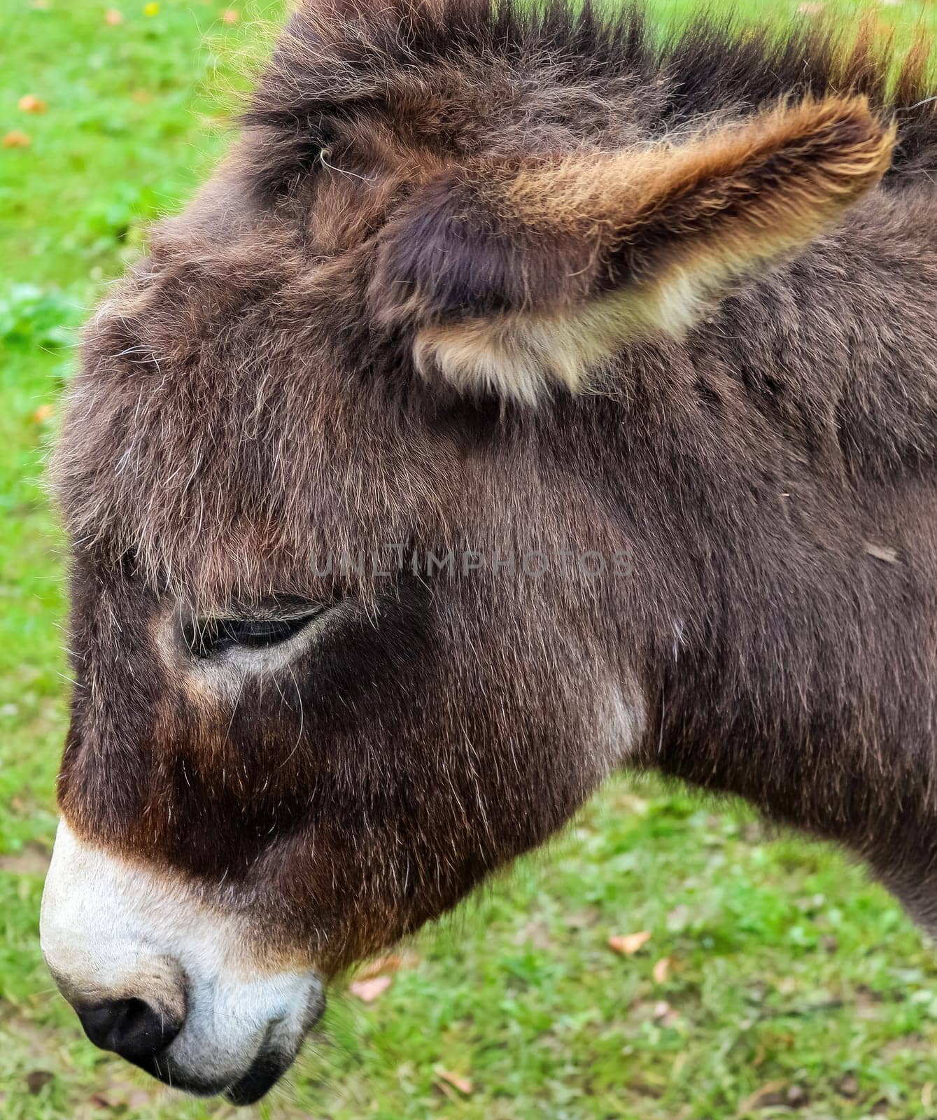 Portait of a donkey on a green field