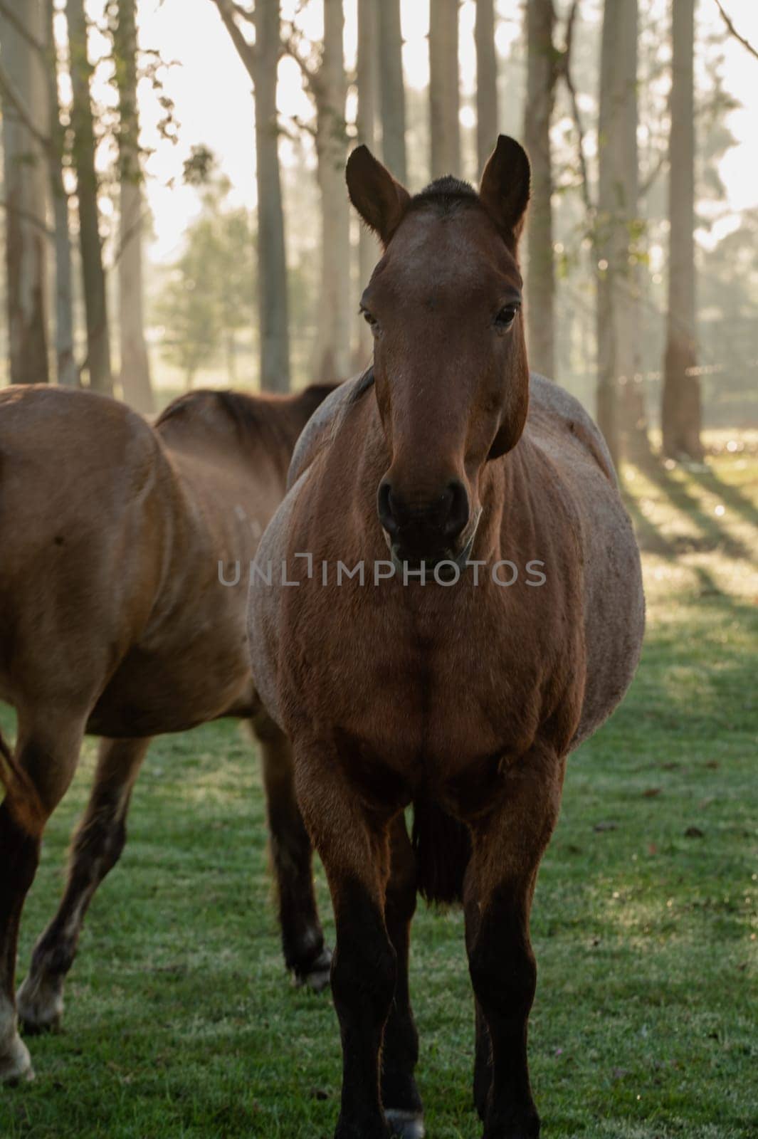 Criollo horses in the countryside of Uruguay. by martinscphoto