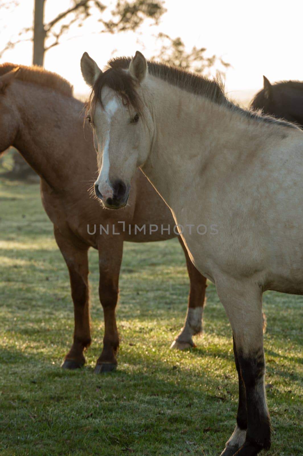 Criollo horses in the countryside of Uruguay. by martinscphoto