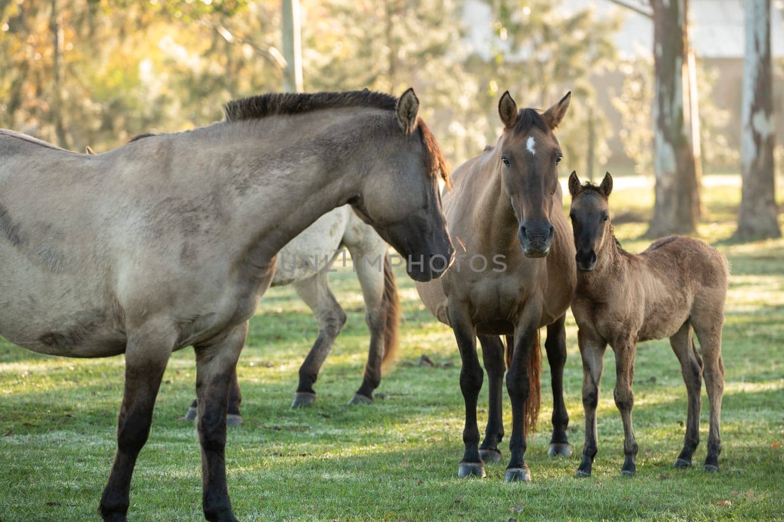 Criollo horses in the countryside of Uruguay.