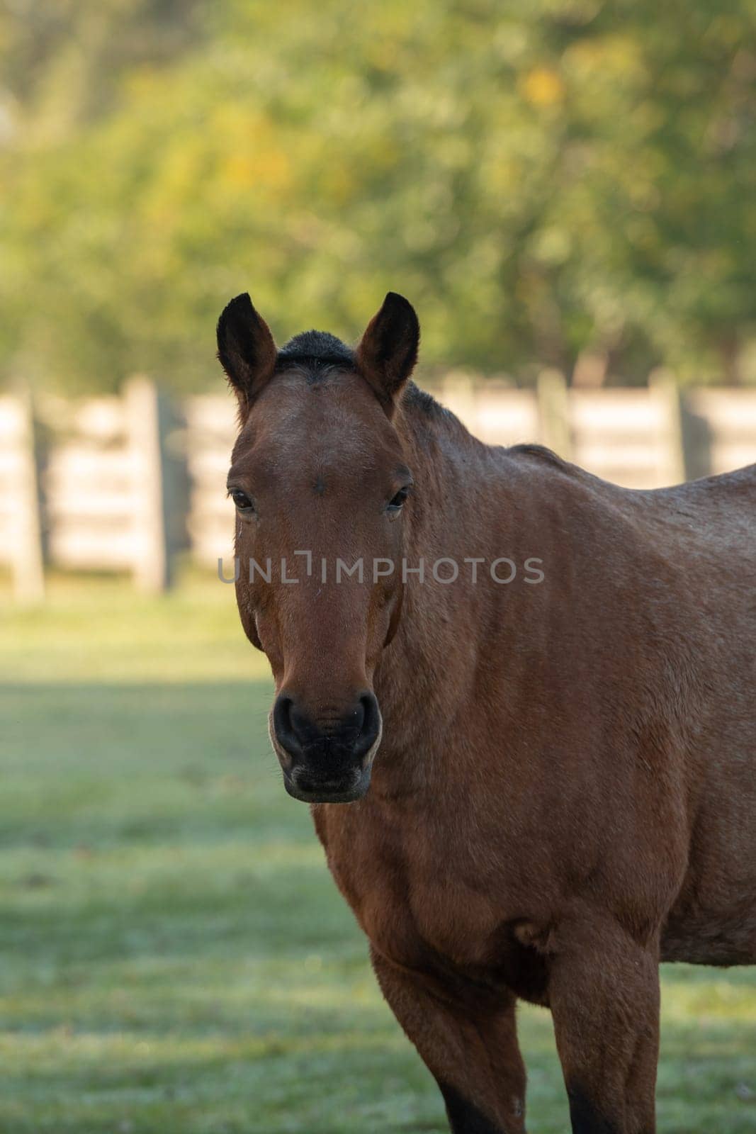 Criollo horses in the countryside of Uruguay.