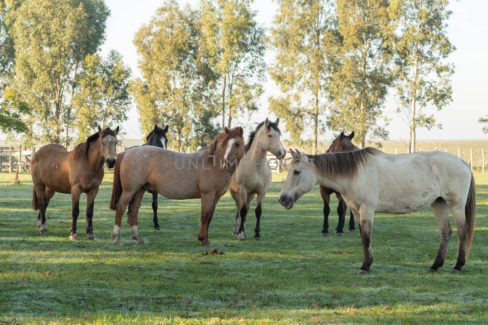 Criollo horses in the countryside of Uruguay. by martinscphoto