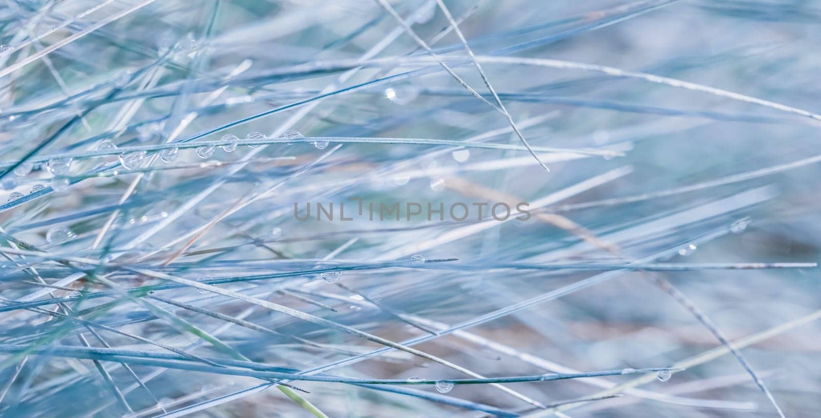 Soft focus ornamental grass Blue Fescue Festuca glauca with water drop. Blurred autumn background