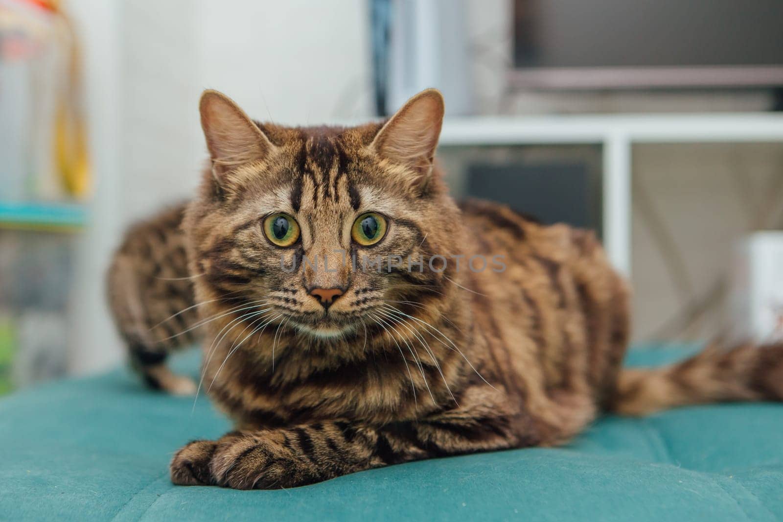 Long-haired charcoal bengal kitty cat laying on the sofa indoors