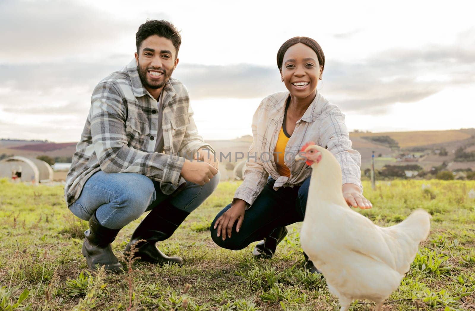 Farm, livestock and portrait of a couple with a chicken on an agriculture, sustainable and green field. Poultry, eco friendly and agro man and woman with a animal to monitor growth in the countryside by YuriArcurs