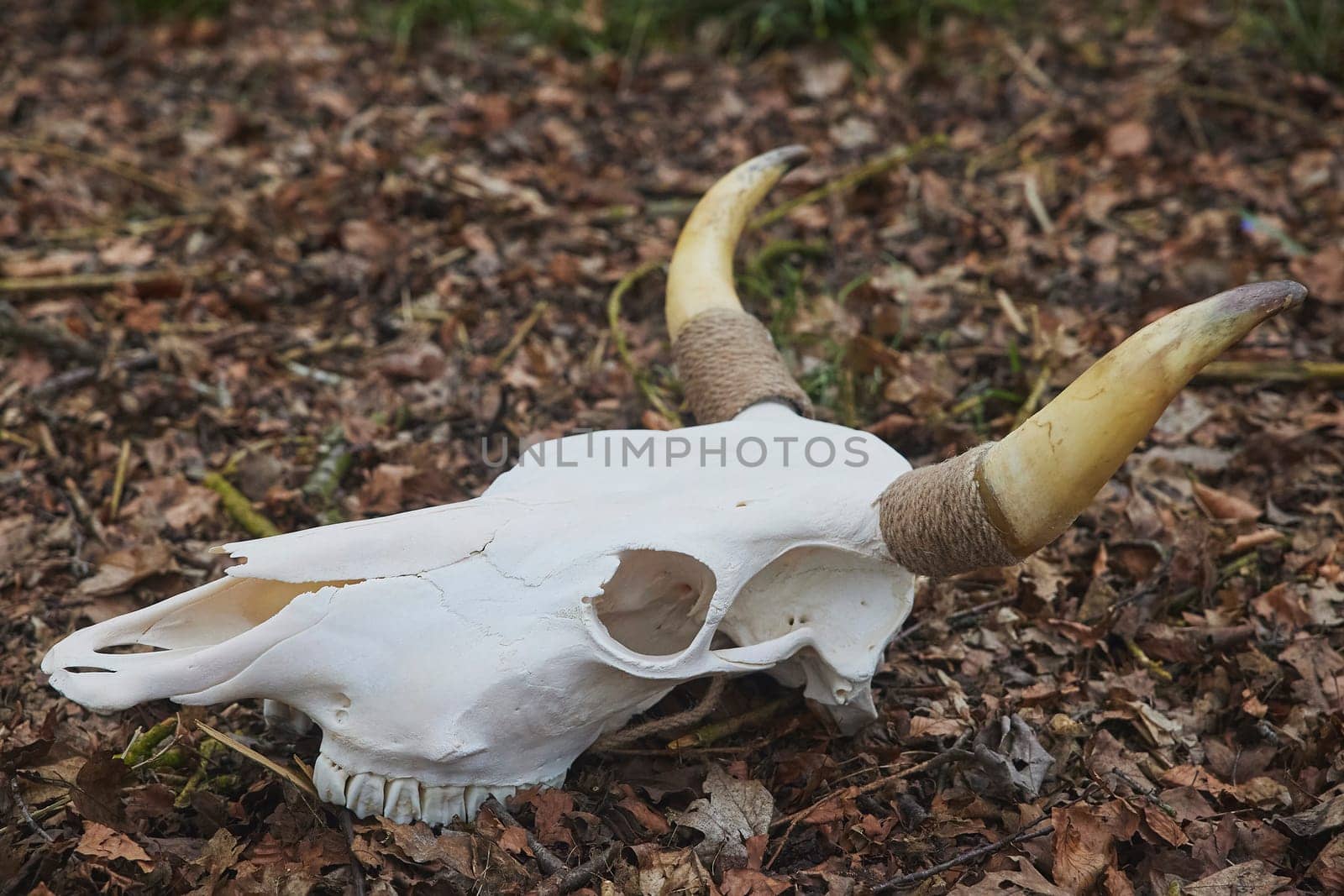 Huge bull skull in the autumn forest.