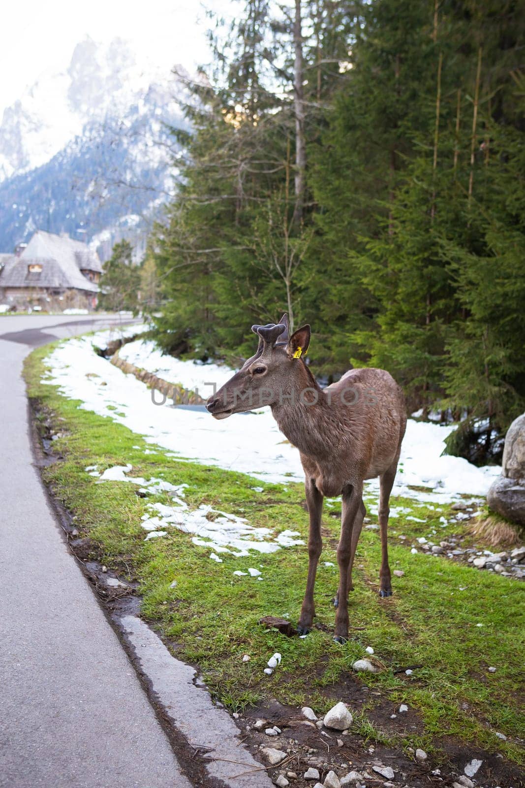 Adult deer looking at the camera near the road among the forest. Wildlife, free animal by sfinks